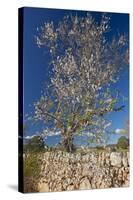 Europe, Spain, Majorca, Almonds, Meadow, Stone Wall-Chris Seba-Stretched Canvas