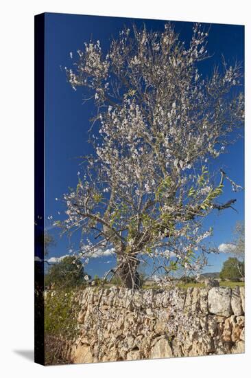 Europe, Spain, Majorca, Almonds, Meadow, Stone Wall-Chris Seba-Stretched Canvas