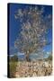 Europe, Spain, Majorca, Almonds, Meadow, Stone Wall-Chris Seba-Stretched Canvas