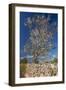 Europe, Spain, Majorca, Almonds, Meadow, Stone Wall-Chris Seba-Framed Photographic Print