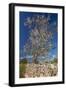 Europe, Spain, Majorca, Almonds, Meadow, Stone Wall-Chris Seba-Framed Photographic Print