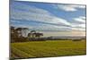 Europe, Spain, Majorca, Cap De Ses Salines, Green Meadows-Chris Seba-Mounted Photographic Print