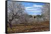 Europe, Spain, Majorca, Finca, Almond Blossom, White Blossoms, Almond Plantation-Chris Seba-Framed Stretched Canvas