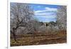 Europe, Spain, Majorca, Finca, Almond Blossom, White Blossoms, Almond Plantation-Chris Seba-Framed Photographic Print