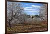 Europe, Spain, Majorca, Finca, Almond Blossom, White Blossoms, Almond Plantation-Chris Seba-Framed Photographic Print