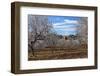 Europe, Spain, Majorca, Finca, Almond Blossom, White Blossoms, Almond Plantation-Chris Seba-Framed Photographic Print