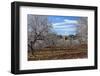 Europe, Spain, Majorca, Finca, Almond Blossom, White Blossoms, Almond Plantation-Chris Seba-Framed Photographic Print