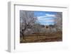 Europe, Spain, Majorca, Finca, Almond Blossom, White Blossoms, Almond Plantation-Chris Seba-Framed Photographic Print