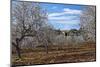 Europe, Spain, Majorca, Finca, Almond Blossom, White Blossoms, Almond Plantation-Chris Seba-Mounted Photographic Print