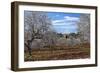 Europe, Spain, Majorca, Finca, Almond Blossom, White Blossoms, Almond Plantation-Chris Seba-Framed Photographic Print