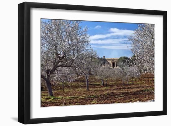 Europe, Spain, Majorca, Finca, Almond Blossom, White Blossoms, Almond Plantation-Chris Seba-Framed Photographic Print