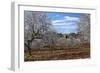 Europe, Spain, Majorca, Finca, Almond Blossom, White Blossoms, Almond Plantation-Chris Seba-Framed Photographic Print