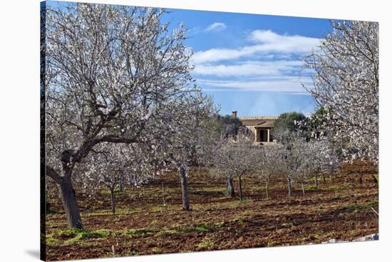 Europe, Spain, Majorca, Finca, Almond Blossom, White Blossoms, Almond Plantation-Chris Seba-Stretched Canvas