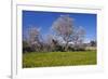 Europe, Spain, Majorca, Meadow, Almond, Almond Blossom, Yellow Flowers-Chris Seba-Framed Photographic Print