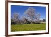 Europe, Spain, Majorca, Meadow, Almond, Almond Blossom, Yellow Flowers-Chris Seba-Framed Photographic Print