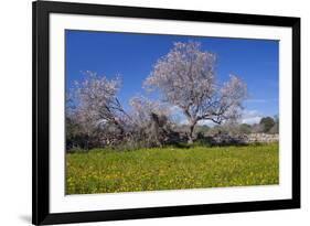 Europe, Spain, Majorca, Meadow, Almond, Almond Blossom, Yellow Flowers-Chris Seba-Framed Photographic Print