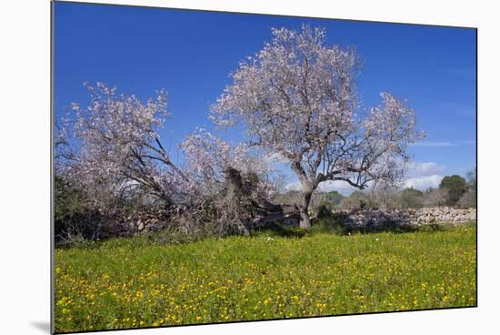 Europe, Spain, Majorca, Meadow, Almond, Almond Blossom, Yellow Flowers-Chris Seba-Mounted Photographic Print