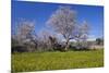 Europe, Spain, Majorca, Meadow, Almond, Almond Blossom, Yellow Flowers-Chris Seba-Mounted Photographic Print