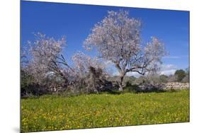 Europe, Spain, Majorca, Meadow, Almond, Almond Blossom, Yellow Flowers-Chris Seba-Mounted Photographic Print