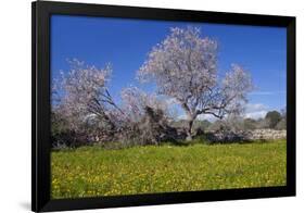 Europe, Spain, Majorca, Meadow, Almond, Almond Blossom, Yellow Flowers-Chris Seba-Framed Photographic Print