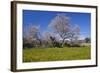 Europe, Spain, Majorca, Meadow, Almond, Almond Blossom, Yellow Flowers-Chris Seba-Framed Photographic Print