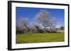 Europe, Spain, Majorca, Meadow, Almond, Almond Blossom, Yellow Flowers-Chris Seba-Framed Photographic Print