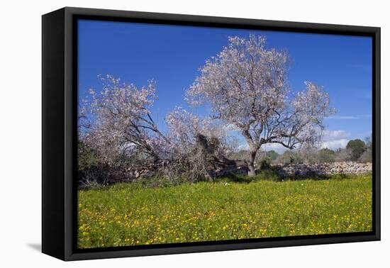 Europe, Spain, Majorca, Meadow, Almond, Almond Blossom, Yellow Flowers-Chris Seba-Framed Stretched Canvas