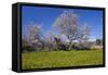 Europe, Spain, Majorca, Meadow, Almond, Almond Blossom, Yellow Flowers-Chris Seba-Framed Stretched Canvas