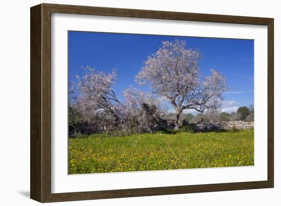 Europe, Spain, Majorca, Meadow, Almond, Almond Blossom, Yellow Flowers-Chris Seba-Framed Photographic Print