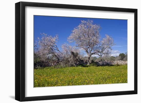 Europe, Spain, Majorca, Meadow, Almond, Almond Blossom, Yellow Flowers-Chris Seba-Framed Photographic Print