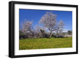 Europe, Spain, Majorca, Meadow, Almond, Almond Blossom, Yellow Flowers-Chris Seba-Framed Photographic Print