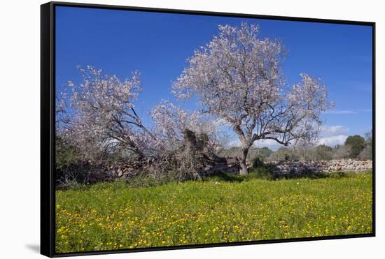 Europe, Spain, Majorca, Meadow, Almond, Almond Blossom, Yellow Flowers-Chris Seba-Framed Stretched Canvas