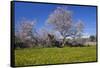 Europe, Spain, Majorca, Meadow, Almond, Almond Blossom, Yellow Flowers-Chris Seba-Framed Stretched Canvas