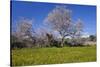 Europe, Spain, Majorca, Meadow, Almond, Almond Blossom, Yellow Flowers-Chris Seba-Stretched Canvas