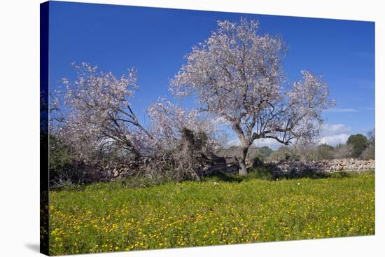 Europe, Spain, Majorca, Meadow, Almond, Almond Blossom, Yellow Flowers-Chris Seba-Stretched Canvas