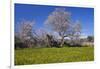 Europe, Spain, Majorca, Meadow, Almond, Almond Blossom, Yellow Flowers-Chris Seba-Framed Photographic Print