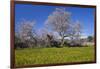 Europe, Spain, Majorca, Meadow, Almond, Almond Blossom, Yellow Flowers-Chris Seba-Framed Photographic Print