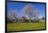 Europe, Spain, Majorca, Meadow, Almond, Almond Blossom, Yellow Flowers-Chris Seba-Framed Photographic Print