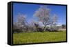 Europe, Spain, Majorca, Meadow, Almond, Almond Blossom, Yellow Flowers-Chris Seba-Framed Stretched Canvas