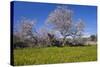 Europe, Spain, Majorca, Meadow, Almond, Almond Blossom, Yellow Flowers-Chris Seba-Stretched Canvas