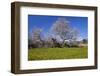 Europe, Spain, Majorca, Meadow, Almond, Almond Blossom, Yellow Flowers-Chris Seba-Framed Photographic Print