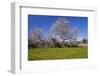 Europe, Spain, Majorca, Meadow, Almond, Almond Blossom, Yellow Flowers-Chris Seba-Framed Photographic Print