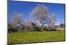 Europe, Spain, Majorca, Meadow, Almond, Almond Blossom, Yellow Flowers-Chris Seba-Mounted Photographic Print