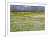 Europe, Spain, Majorca, Meadow, Daisy, Almonds-Chris Seba-Framed Photographic Print