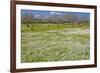 Europe, Spain, Majorca, Meadow, Daisy, Almonds-Chris Seba-Framed Photographic Print