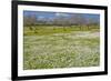 Europe, Spain, Majorca, Meadow, Daisy, Almonds-Chris Seba-Framed Photographic Print