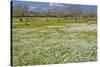 Europe, Spain, Majorca, Meadow, Daisy, Almonds-Chris Seba-Stretched Canvas