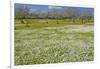 Europe, Spain, Majorca, Meadow, Daisy, Almonds-Chris Seba-Framed Premium Photographic Print