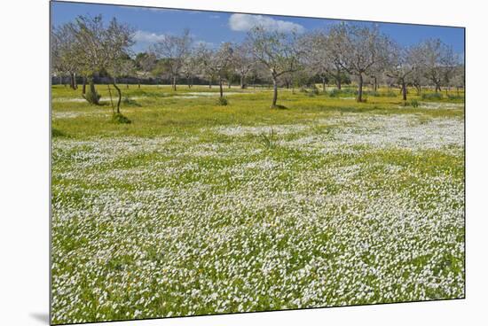 Europe, Spain, Majorca, Meadow, Daisy, Almonds-Chris Seba-Mounted Premium Photographic Print