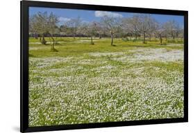 Europe, Spain, Majorca, Meadow, Daisy, Almonds-Chris Seba-Framed Premium Photographic Print